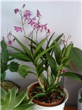 orhideja dendrobium
